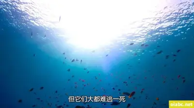红人Fullfive晚飯過後一定要玩到噴了才舒服剧照3
